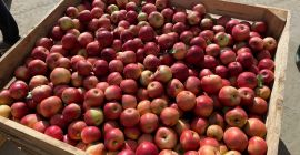 Vendo manzanas de las variedades golden, nariz de conejo,