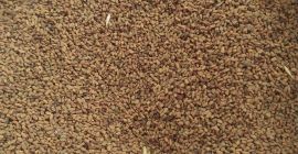 Fenogreco &quot;Óvári 4&quot; (Trigonella foenum graecum). Propagación de reproductores,