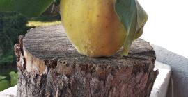 Frutas de membrillo para inmunidad - sin rociar, de