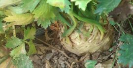 Vendo raíz de apio, buena conservación por bolsa, 2,8