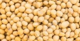 Soja transgénica para exportación desde Ucrania. Plazos de entrega