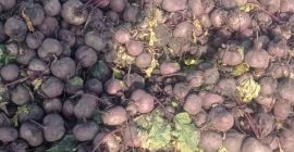 Hola. Tengo a la venta remolachas redondas, variedad Wodan,