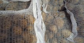 Ofrecemos patatas de calibre 45+ en big-bags con certificado