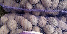 venderé patatas trufas moradas