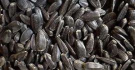 Vendo 300t de girasol alto oleico HO. El precio