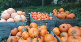 Vendo calabaza industrial de las variedades halloween, bambino y