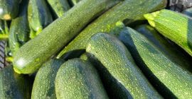 Perseverancia de calabacín cultivado y producido en Italia, el
