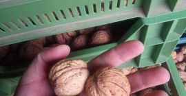 Venderé Nueces Ordinarias visibles en la foto. La nuez