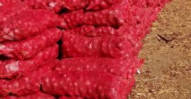 Cebolla morada Tamaños: Según deseo del cliente Empaque: bolsas