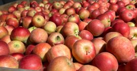 Venderé cantidades de camiones Venderé cantidades de camiones de Idared y Najdared en