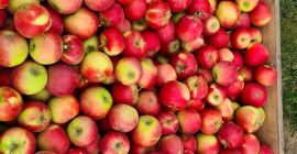 Vendo Elstar Excelente estrella de muy buena calidad.