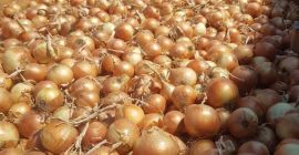 Estamos vendiendo cebolla rumana (amarilla y roja). Envasado en