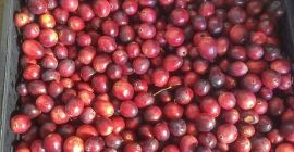 Venderé unos 200 kg de arándanos grandes. Productos muy