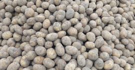 Venderé papas del tamaño Venderé papas del tamaño de una semilla de papa.