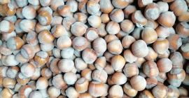 Venderé cantidades al por mayor de avellana. Cosecha 2022.