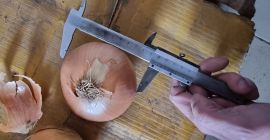 Cebolla de bulbo al por mayor del fabricante. Envasado