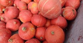 Tengo calabazas a la venta, unas 60 toneladas, variedad