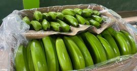 EMPRESA PRODUCTORA DE BANANO EN ECUADOR BUSCAMOS NUEVOS CLIENTES