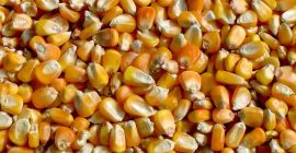 Фуражна царевица - 2000 тона, цена - 170 евро.