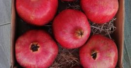 Entregaré granadas orgánicas frescas directamente del productor, muy sabrosas