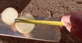 Cebolla de Bielorrusia, calibre 6-8. Saco de 15 kilos.
