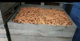 Venderé zanahorias de desecho. Cantidades de toneladas