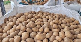 Ofrecemos a la venta patatas amarillas y rojas de