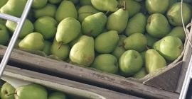 Hola, tengo una pera Lukas para ofrecer. El precio