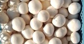 Buscamos productores de Hongos Blancos de Primera Todo el