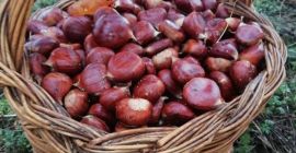 Coste de envío no incluido. 3 tipos de variedad: