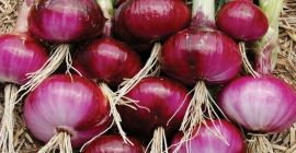 Red Burgundy Onion Seeds 200+ Huerto HEIRLOOM NON-GMO ENVÍO