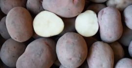 Vendo papas ricardo empacadas en sacos de 25 kg
