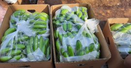 EMPRESA PRODUCTORA DE BANANO EN ECUADOR BUSCAMOS NUEVOS CLIENTES