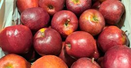 Hola. Venderé una variedad de manzana Szmpion Prince Eliza.