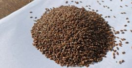 LLC Smolensk Agro Export exporta linaza amarilla y marrón