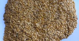 LLC Smolensk Agro Export exporta linaza amarilla y marrón