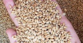 Venderé trigo de Ucrania 1000 toneladas 4to grado Precio