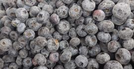 Arándanos cultivados Iqf (duke,bluecrop) Cantidad 21 toneladas Envase caja