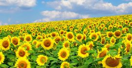 Vendemos girasoles cosechados en 2022. Humedad 5-6% Desmalezamiento hasta