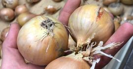 Hola, tengo a la venta cebollas amarillas, clasificadas y