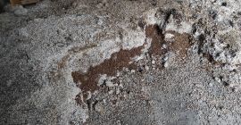 Tengo que vender unas 4 toneladas de soja variedad