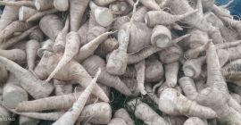 He lavado raíz de perejil a la venta