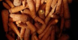Venderé zanahorias de mi propio cultivo sin fertilizantes (puedes