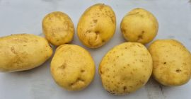 Se venden papas rojas y amarillas. Saco de 15
