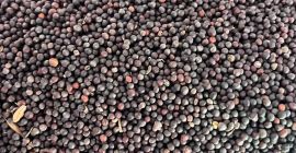 Una empresa polaca vende colza de origen ucraniano con