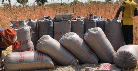 31 Sacos de maíz seco disponibles (100kg/saco). Precio negociable