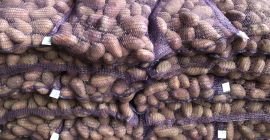 Venderé papas sin gusano de alambre y variedad de