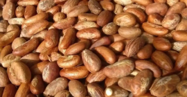 Comuníquese conmigo para obtener su kola amarga orgánica y