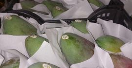 Mango egipcio de alta calidad. Directamente del fabricante. Pedido