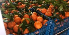 FIA GOGOT FRUIT te traerá en la nueva temporada